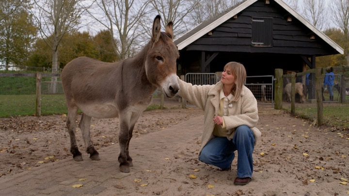 Gemeente Zwolle houdt vuurwerkshow pal naast kinderboerderij: 'Erg verrast'