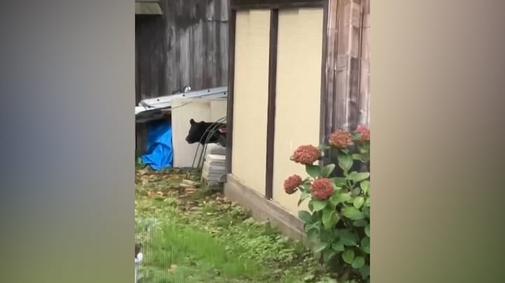  Al 12 doden door beren in Japan: het leger moet ze nu gaan vangen