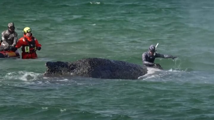 Eindelijk vrij: gestrande bultrug bij Noord-Duitse kust gered