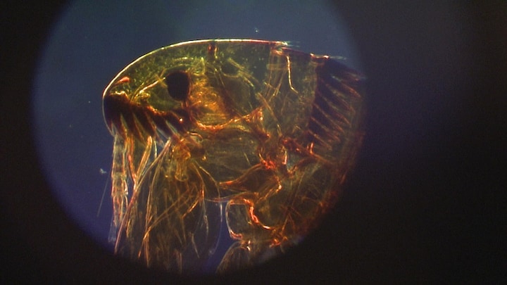 Insecten op monsters laten lijken, zo werkt dat