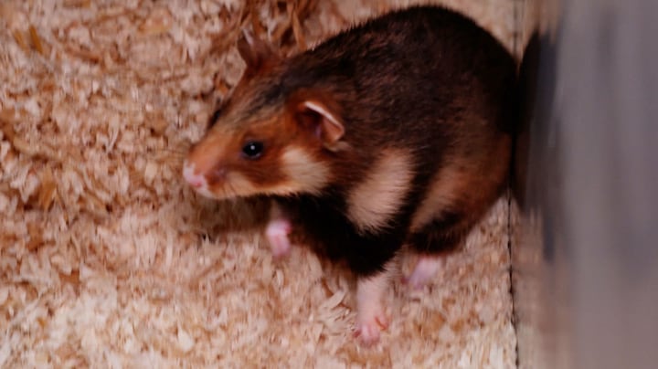 Korenwolf kost miljoenen: deze zeldzame hamster heeft het zwaar in Limburg