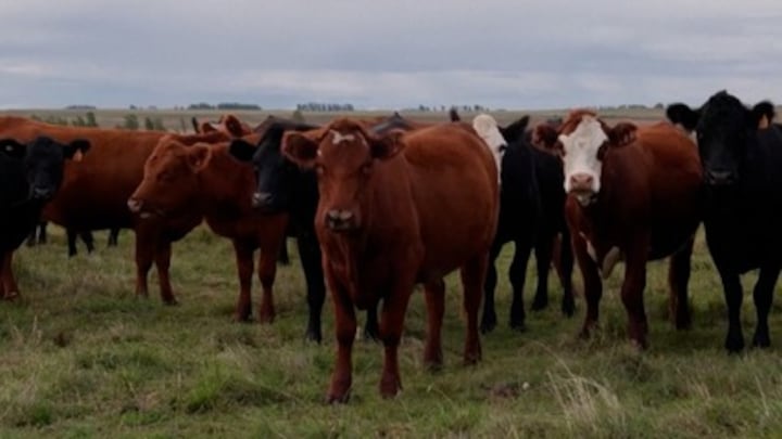 Megafraude in Uruguay: beleggers blijken spook-koeien te bezitten