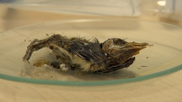 Hoe dode koolmeesjes worden gebruikt om pesticide op te sporen