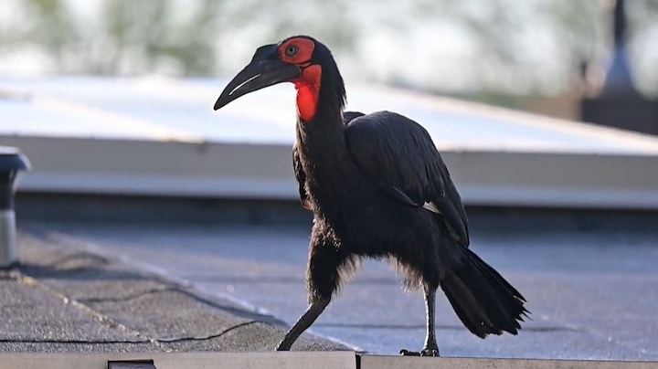 Afrikaanse reuzenvogel weigert van daken woonwijk te komen