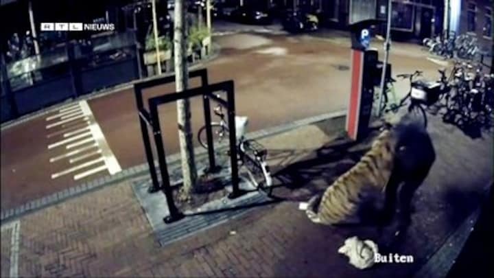 Bewakingsbeelden: dieven stelen opgezette tijger uit Museumwinkel Nijmegen