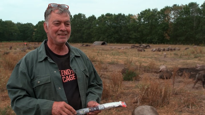 Deze vakantiesouvenir kan Nederlandse varkens de kop kosten