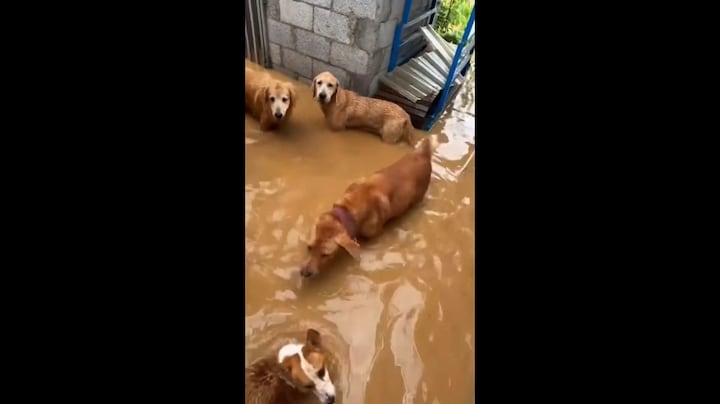 Man in China redt honden en katten uit overstroomd asiel 