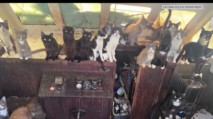 50 katten op boot achtergelaten, deze Amerikaan schoot zwemmend te hulp