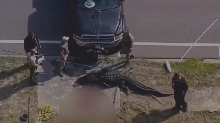 Enorme alligator duikt op in woonwijk met dode vrouw in bek