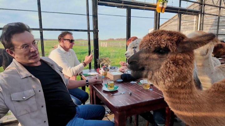 Gerard Joling giert het uit terwijl hij alpaca's voert: 'Is toch te geestig?' 
