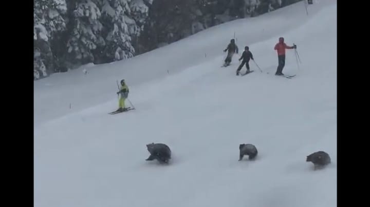 Even schrikken: beren op de ski-piste 