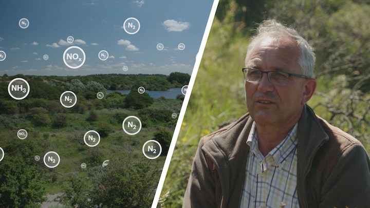 Dit doet stikstof met de natuur: 'Helft plantensoorten op uitsterven'