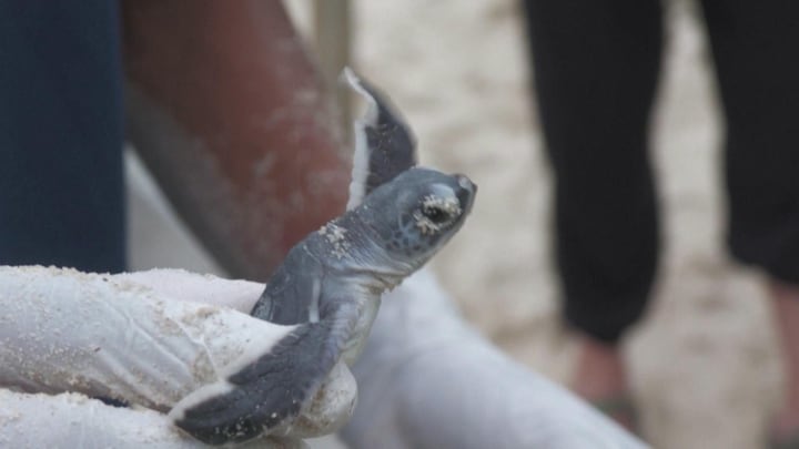 Warmer klimaat zorgt voor meer vrouwtjesschildpadden
