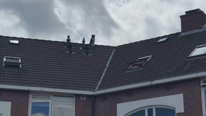 Hond Joris denkt even dat hij een kat is