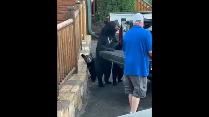 Berenfamilie in Tennessee steelt picknicktas uit achterbak