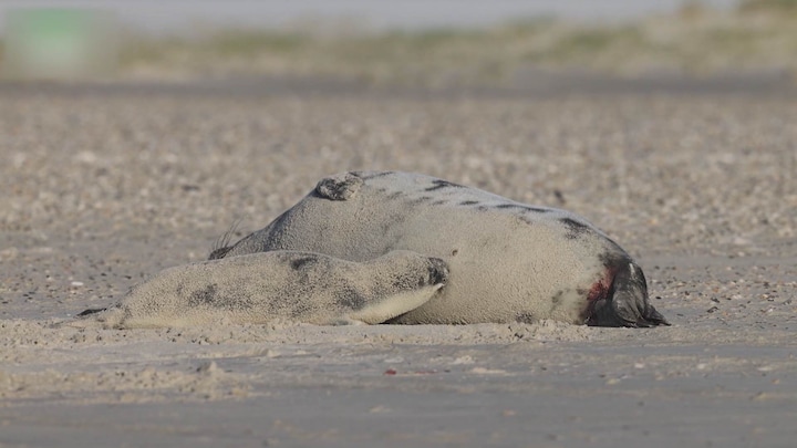 Eerste beelden van pasgeboren klapmuts op Vlieland