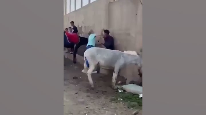 Nederlandse dierenarts gaat in Egypte man te lijf die ezel mishandelt