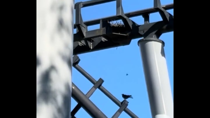 Onverstoorbare vogel bouwt nestje in achtbaan Walibi