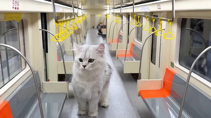 Miauw! YouTuber bouwt metrolijn speciaal voor zijn katten