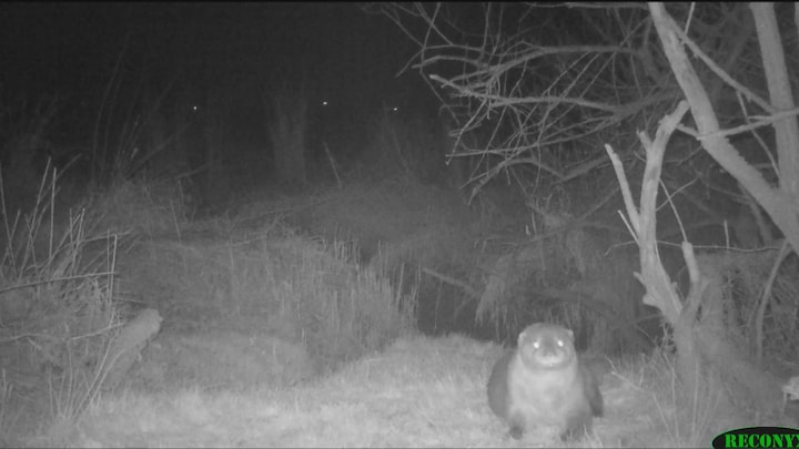 Het gaat lekker met otter in Nederland: 'Steeds minder aangereden op de snelweg'