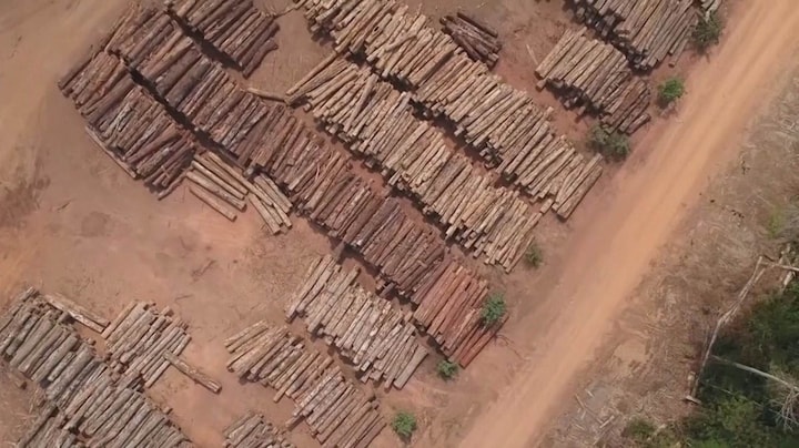 Waarom het Amazoneregenwoud verloren dreigt te gaan
