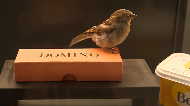 Dit museum wil wolf Bram hebben en opzetten: 'Hij is een deel van onze cultuur' 