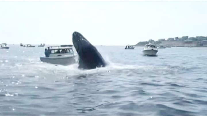 Verbazend goed afgelopen: walvis springt op boeg plezierjacht
