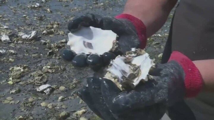 Mosselen en oesters levend gekookt door hittegolven Canada