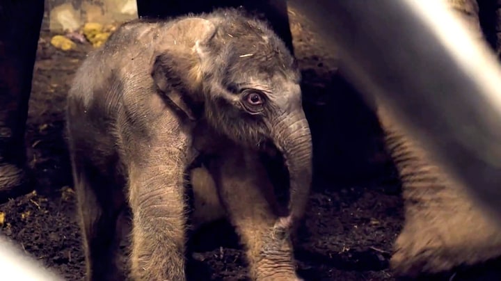 Eerste beelden: olifantje geboren in Artis