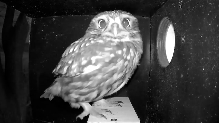 Slecht nieuws voor de muis: dit wordt het jaar van de roofvogel