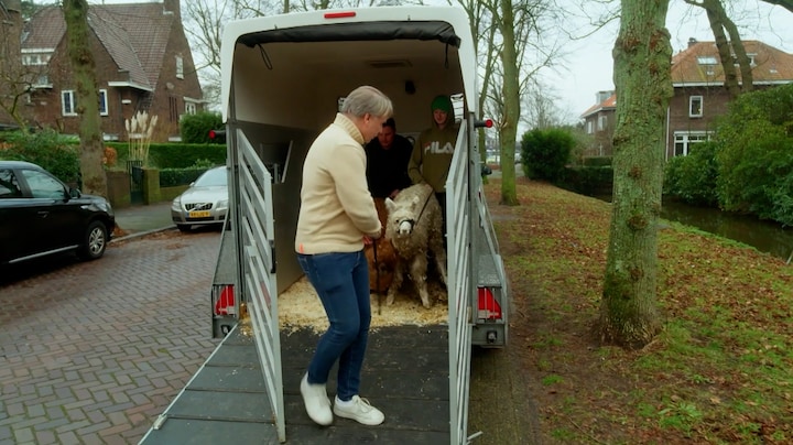 René geeft alpaca's cadeau aan geliefde in De Bogaartjes: 'Verstopt in de tuin'