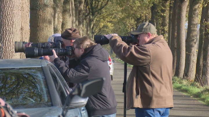 Wolftoerisme loopt uit de klauwen: 'Liefhebber wil dit niet'