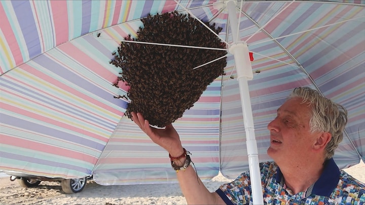 Duizenden bijen vergezelden standganger Job onder parasol