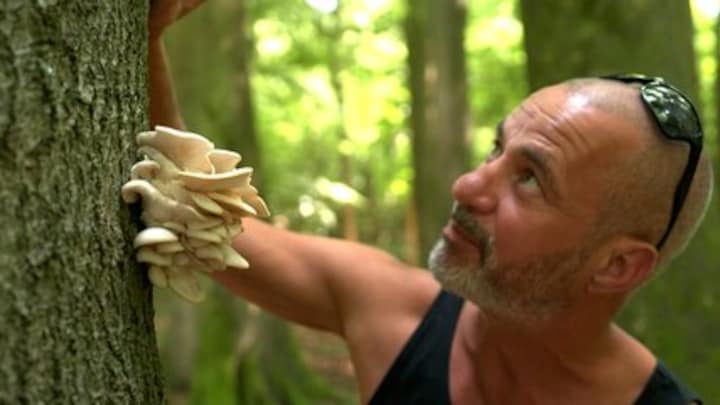 Paddenstoelen plukken populair: zo weet je welke giftig is