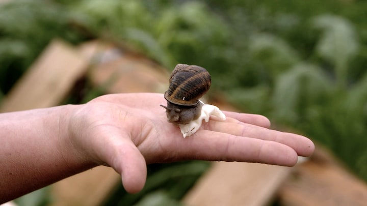 Of je slak lust: escargot staat vaker op het menu