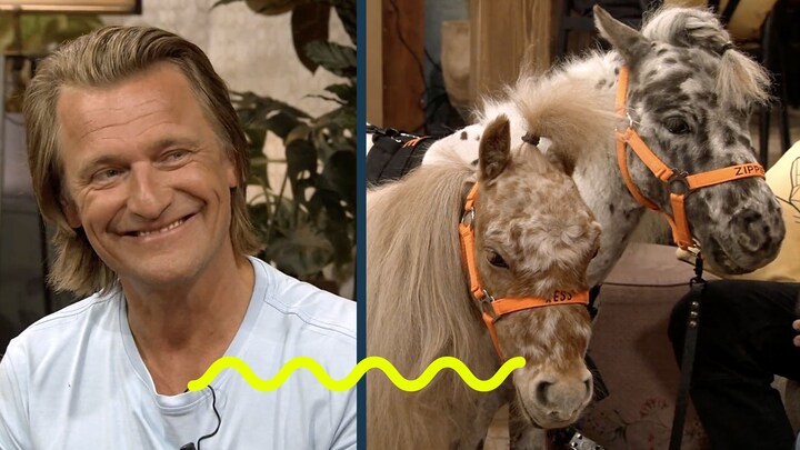 Dierenarts Piet over therapiepaarden: 'De beste therapie die je kunt hebben'