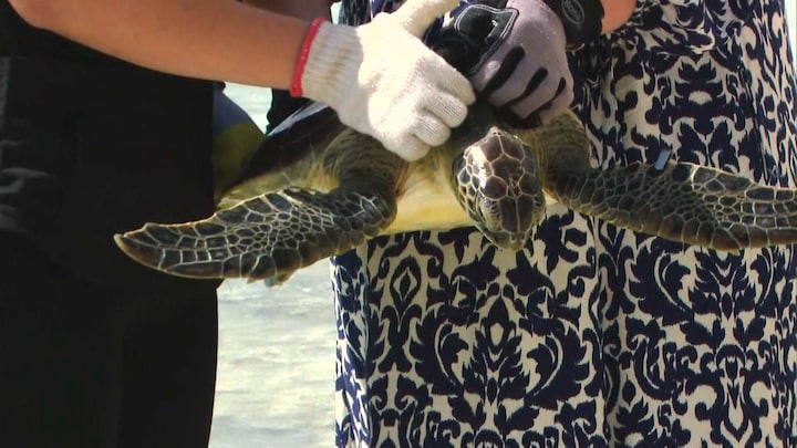 Prinses Amalia zet genezen schildpad terug in zee: 'Dit was super'