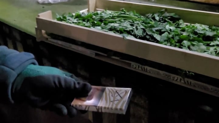 Verstopt tussen peterselie: Poolse douane vindt 200.000 euro aan sigaretten