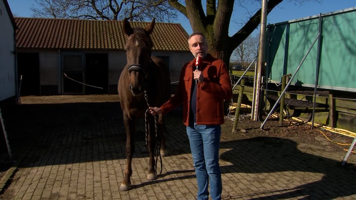 Eeuwenoud mysterie ontrafeld: zo maakt een paard zijn hinnik