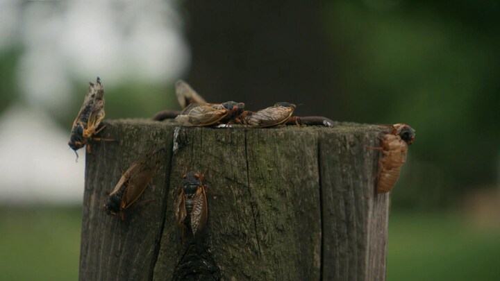 Special: Billions of cicadas are emerging in the US