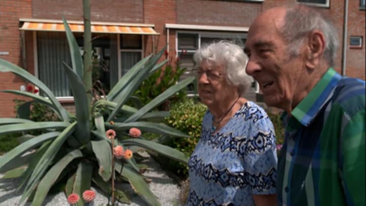 Bijzonder: Gideon en Rina zien in hun voortuin een Portugese agave bloeien