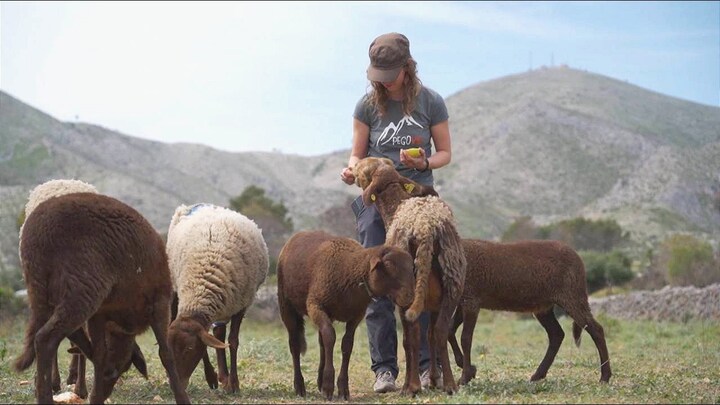 Schapen maaien in Spanje het gras voor de voeten van het vuur weg