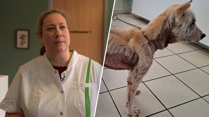 Steeds meer verwaarloosde huisdieren: 'Vaak schaamte over te hoge kosten'