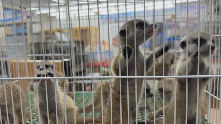 Honderden dieren dood door brand op Thaise markt