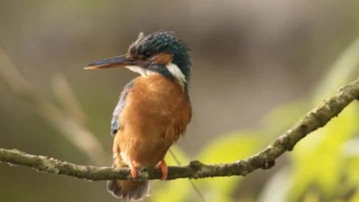 Het gaat goed met de ijsvogel: zo spot je ze