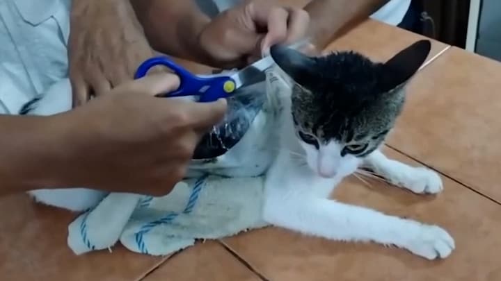 Politie Costa Rica vangt 'narcokat', smokkelde drugs gevangenis in
