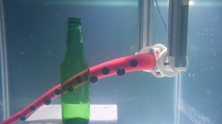 Octopus inspireert nieuwe robotarm: flexibeler en voorzichtiger