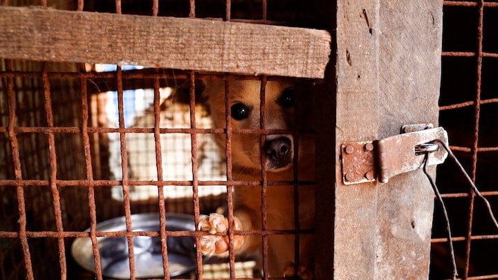 Hier worden Zuid-Koreaanse honden gefokt voor vlees