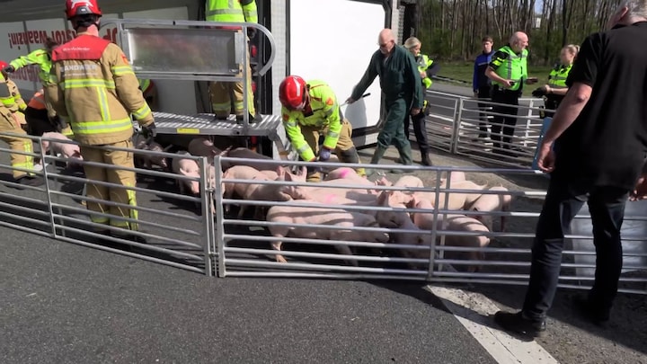 Vrachtwagen met biggen gekanteld op de A18