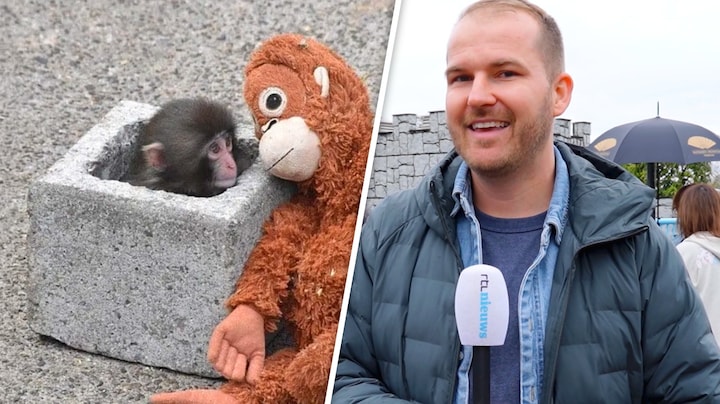 Eerst verstoten, nu is Punch populairste aapje ter wereld: 'Nu heeft hij vriendjes'